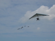 Fliegen mit den G�nsen